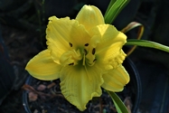 CABBAGE FLOWER - CABBAGE FLOWER